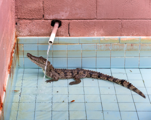 
     <i>Gatorama (from the Floridas series)</i>, 
     2020<br />
     Archival pigment print, 
      100 x 125 cm<br />
     