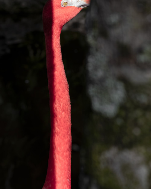 
     <i>Flamingo (from the FloodZone series)</i>, 
     2018<br />
     Archival pigment print, 
      100 x 80 cm<br />
     