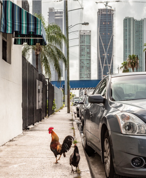 
     <i>Chickens Downtown Miami (from the FloodZone series)</i>, 
     2018<br />
     Archival pigment print, 
      100 x 80 cm<br />
     