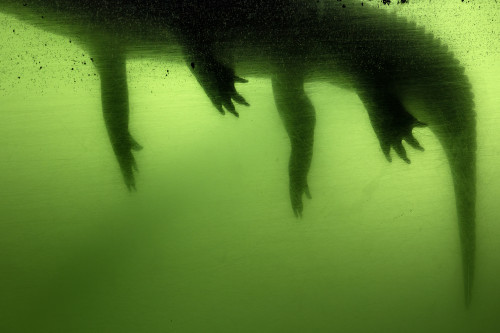 
     <i>Gator (from the FloodZone Series)</i>, 
     2017<br />
     Archival pigment print, 
      100 x 125 cm<br />
     
