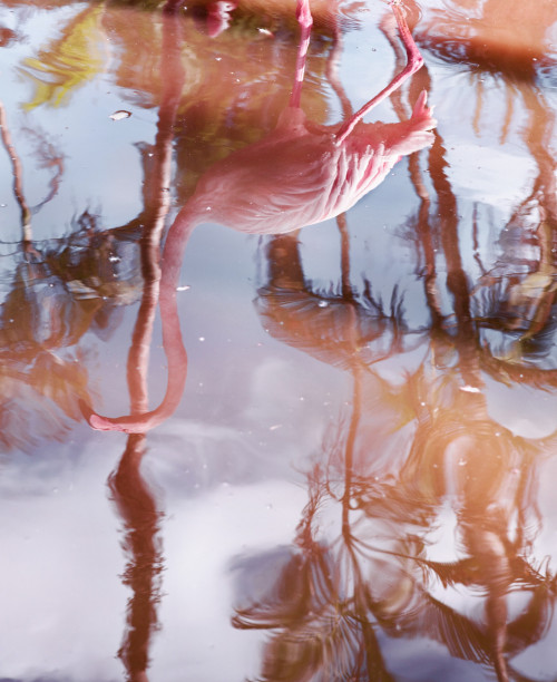 
     <i>Flamingo Reflection (from the Floridas series)</i>, 
     2018<br />
     Archival pigment print, 
      100 x 80 cm<br />
     