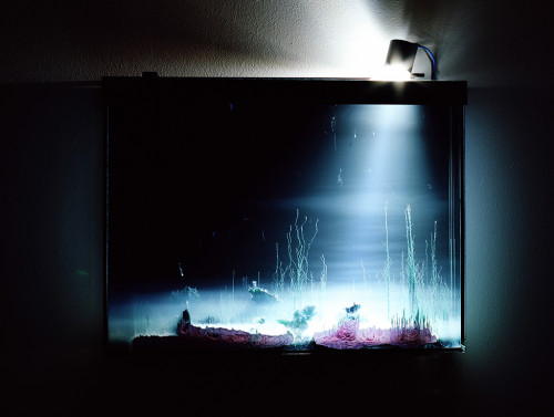 
     <i>Présage, tranche</i>, 
     2013<br />
     chemical landscapes, slowly developping in a glass tank, 
     <br />
     