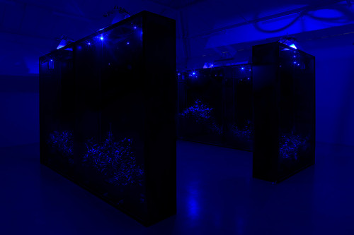 
     <i>Mesk-ellil</i>, 
     2014<br />
     Installation, Ensemble of 7 stained glass terrariums, cestrum nocturnum, horticultural lightning, moonlight lightning, delay, 
      250 x 200 x 50 cm each, 250 x 500 x 500 cm overall<br />
     Exhibition view Kamel Mennour, Paris, France, 2015