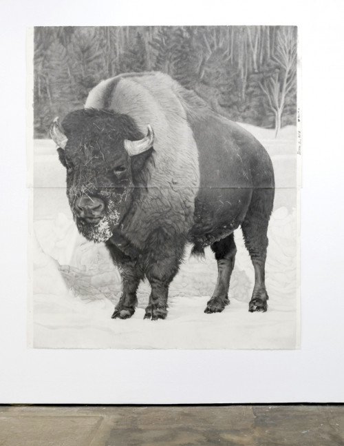 
     <i>Bison 1</i>, 
     2018<br />
     pencil on paper, 
      228.6 x 185.42 cm<br />
     