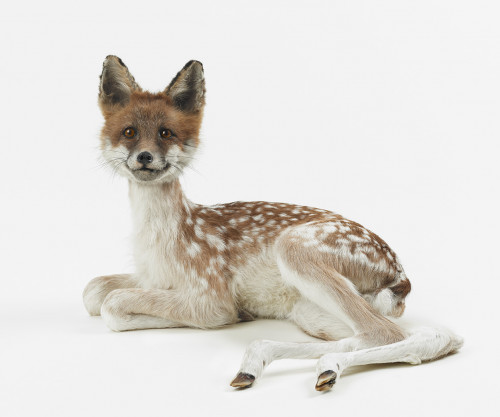 
     <i>misfit (fox / fawn)</i>, 
     2016<br />
     taxidermy, 
      35 x 45 x 38 cm<br />
     