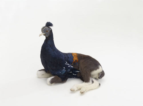 
     <i>misfit (pheasant / goat)</i>, 
     2009<br />
     taxidermy, 
      35 x 50 x 35 cm<br />
     