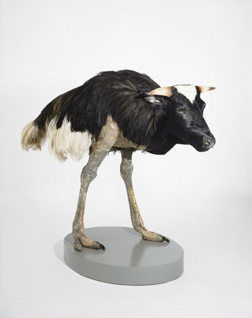 
     <i>misfit (cow/ ostrich)</i>, 
     1997<br />
     taxidermy, 
      160 x 170 x 80 cm<br />
     