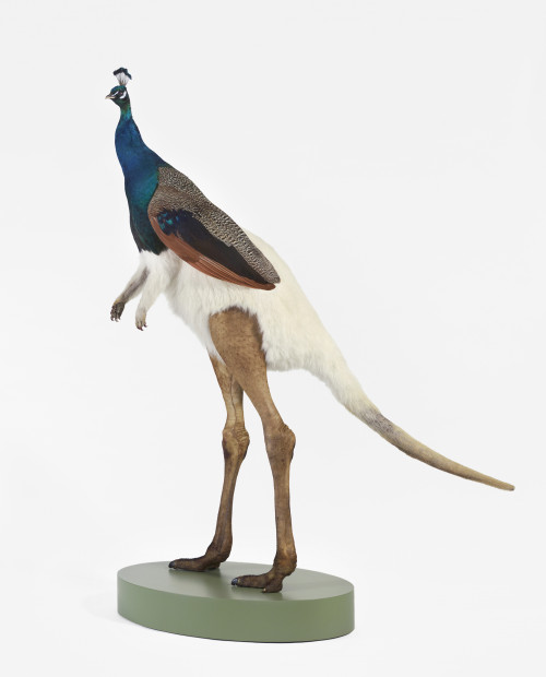 
     <i>misfit (peacock/ albino kangaroo/ ostrich)</i>, 
     2014<br />
     taxidermy, 
      180 x 140 x 50 cm<br />
     