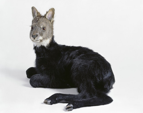 
     <i>misfit (wallaby / lamb)</i>, 
     2006<br />
     taxidermy, 
      45 x 45 x 35 cm<br />
     