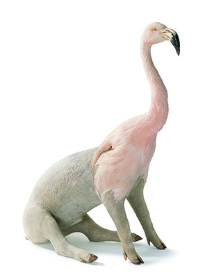 
     <i>misfit (flamingo /pig)</i>, 
     2005<br />
     taxidermy, 
      75 x 75 x 30 cm<br />
     