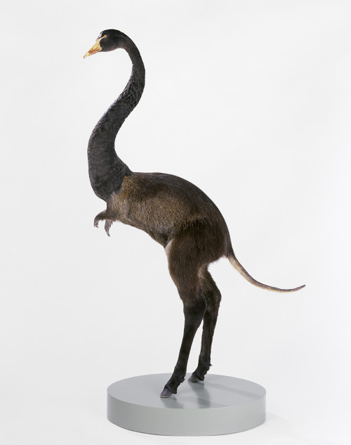 
     <i>misfit (swan / nutria / donkey)</i>, 
     2008<br />
     taxidermy, 
      100 x 60 x 30 cm<br />
     