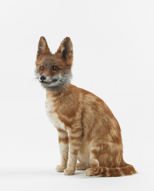
     <i>misfit (fox / cat)</i>, 
     2016<br />
     taxidermy, 
      45 x 30 x 30 cm<br />
     