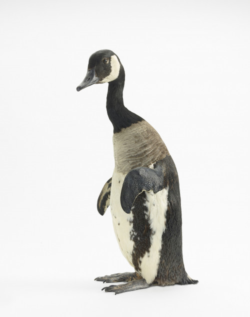 THOMAS GRÜNFELD<br /><i>misfit (canada goose/ penguin)</i>, 2014<br />Taxidermy, 60 x 30 x 25 cm<br />