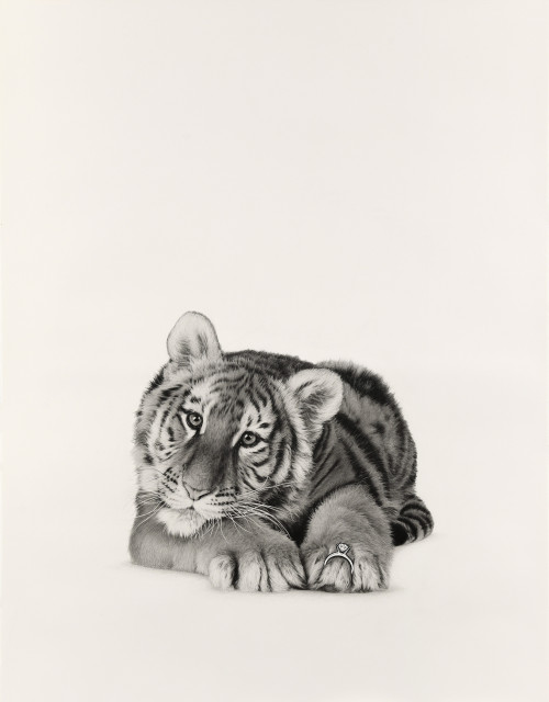 KARL HAENDEL<br /><i>Tiger with Ring</i>, 2021<br />Pencil on paper, 168,91 x 130,81 cm<br />